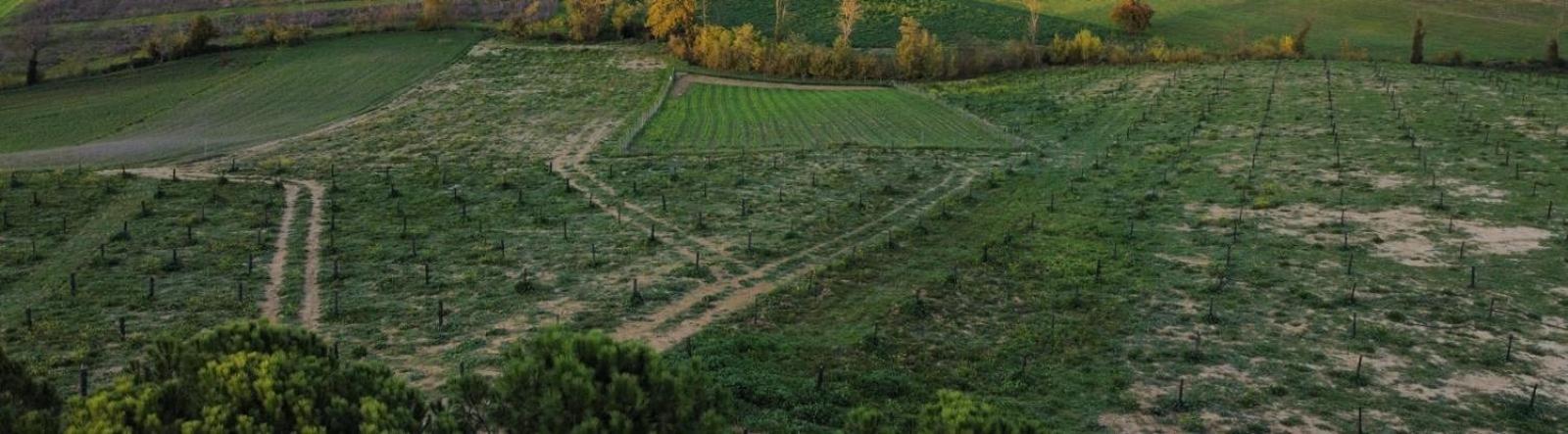 Agriturismo La Terrazza Sul Mangia Siena Eksteriør billede